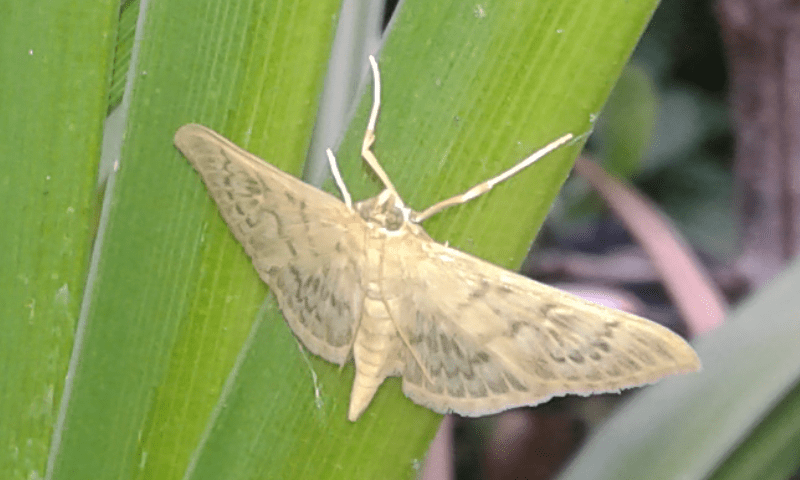 Patania ruralis (Crambidae)